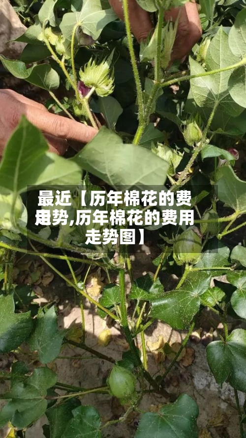 最近【历年棉花的费用
走势,历年棉花的费用
走势图】-第2张图片
