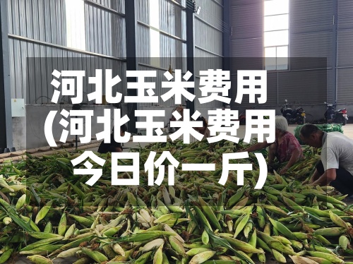河北玉米费用
(河北玉米费用
今日价一斤)