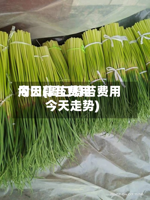 周口蒜苔费用
今天(周口蒜苔费用
今天走势)