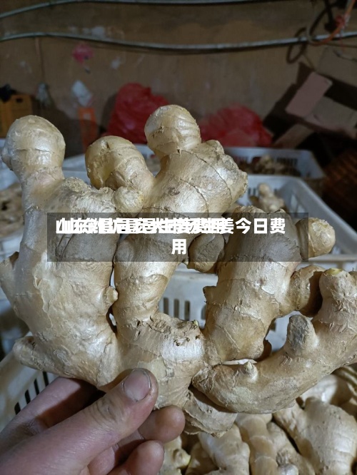 山东潍坊昌邑生姜费用
/山东昌邑宏大市场生姜今日费用
-第2张图片