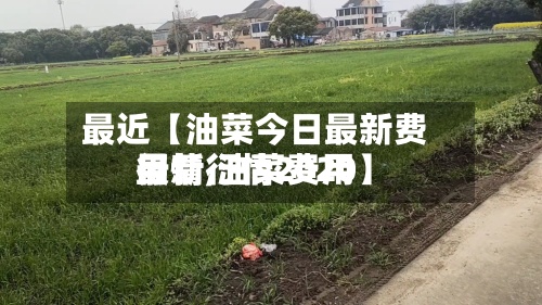 最近【油菜今日最新费用行情,油菜费用最新行情2020】