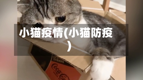 小猫疫情(小猫防疫)