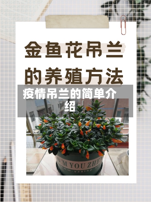 疫情吊兰的简单介绍-第2张图片