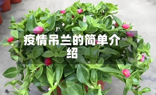 疫情吊兰的简单介绍-第3张图片