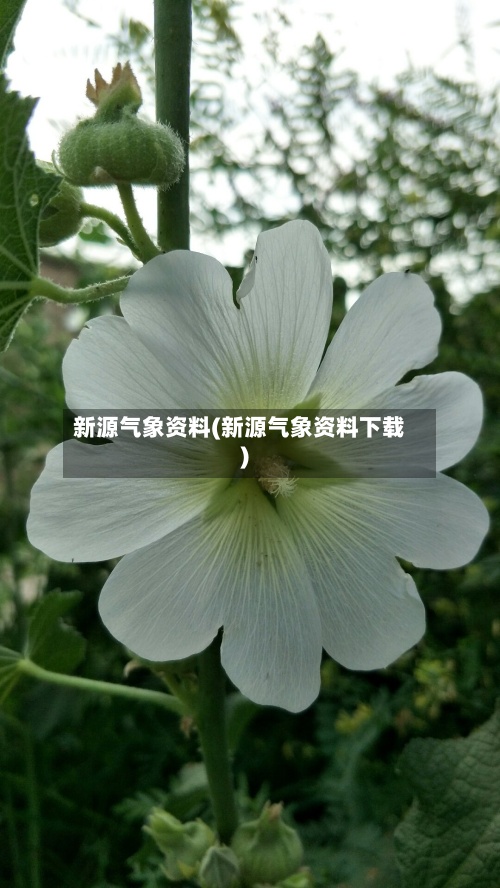 新源气象资料(新源气象资料下载)-第2张图片
