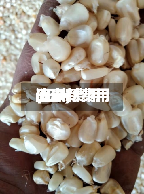 玉米新费用(玉米费用消息)-第2张图片