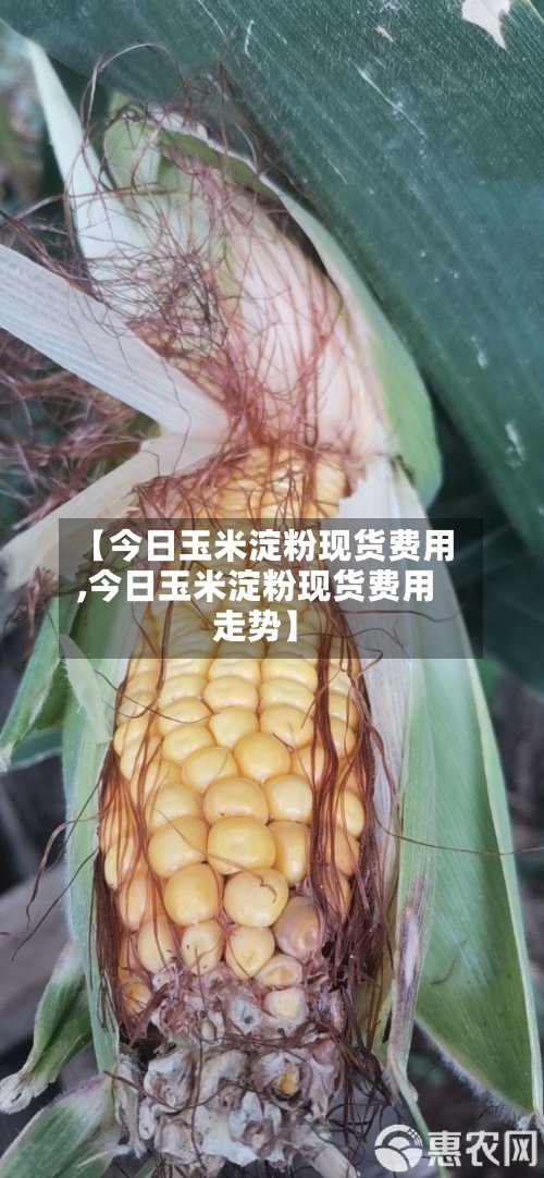 【今日玉米淀粉现货费用
,今日玉米淀粉现货费用
走势】