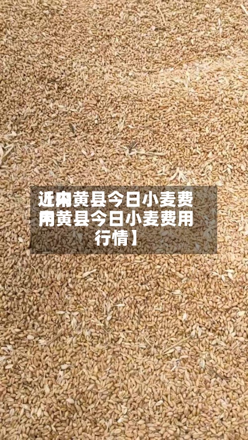 近来
【内黄县今日小麦费用
内黄县今日小麦费用
行情】-第3张图片