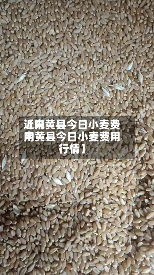 近来
【内黄县今日小麦费用
内黄县今日小麦费用
行情】