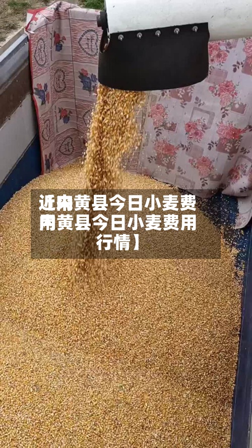 近来
【内黄县今日小麦费用
内黄县今日小麦费用
行情】-第2张图片