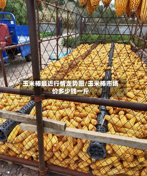 玉米棒最近行情走势图/玉米棒市场价多少钱一斤-第2张图片