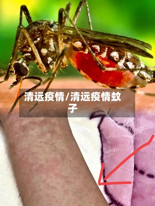 清远疫情/清远疫情蚊子