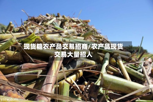 现货糖农产品交易招商/农产品现货交易大量招人