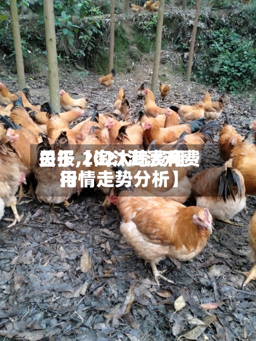 关于【淘汰鸡费用
日报,2021淘汰鸡费用
行情走势分析】