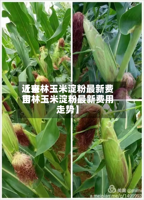 近来
【吉林玉米淀粉最新费用
吉林玉米淀粉最新费用
走势】-第3张图片
