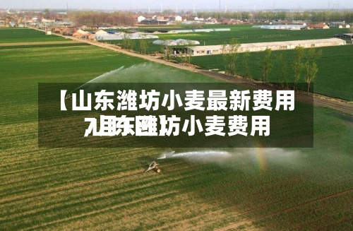 【山东潍坊小麦最新费用
,山东潍坊小麦费用
7月1日】