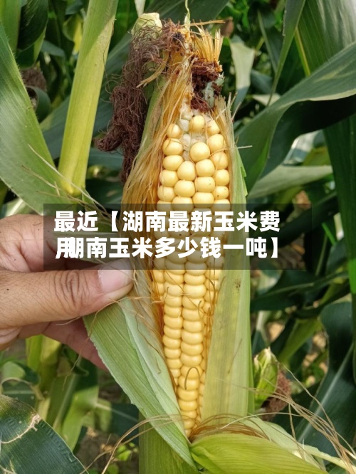 最近【湖南最新玉米费用
,湖南玉米多少钱一吨】-第2张图片