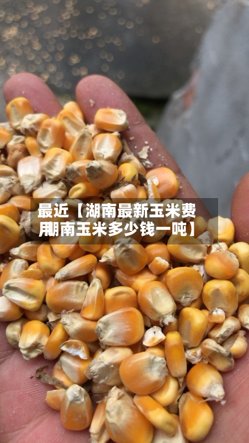最近【湖南最新玉米费用
,湖南玉米多少钱一吨】