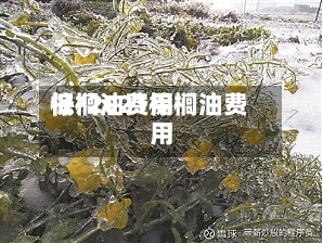 棕榈油费用
低/2021棕榈油费用
-第2张图片