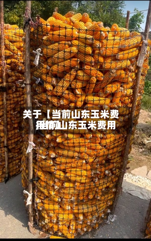 关于【当前山东玉米费用,当前山东玉米费用行情】
