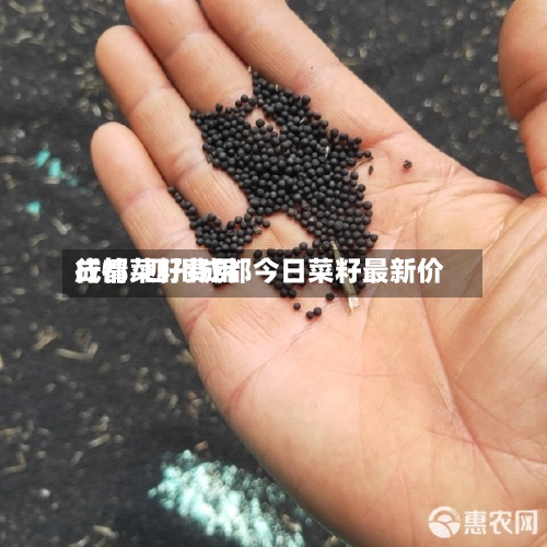 成都菜籽费用行情/四川成都今日菜籽最新价
