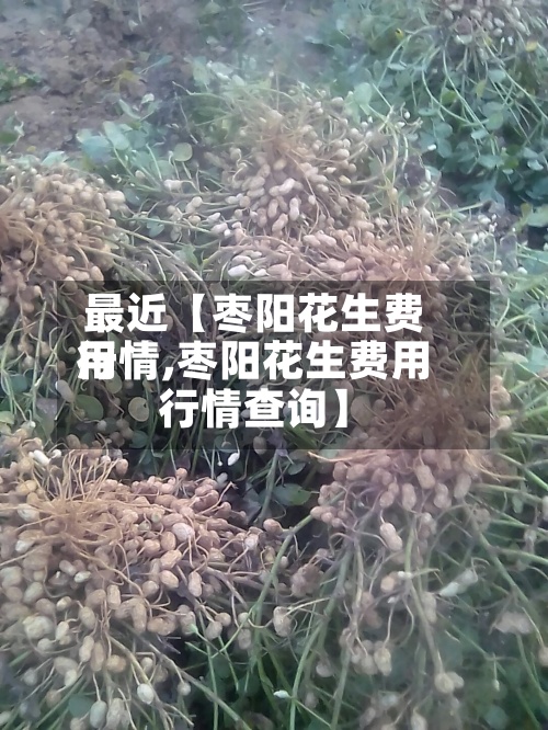 最近【枣阳花生费用行情,枣阳花生费用行情查询】-第2张图片