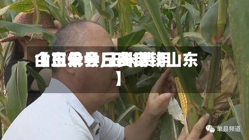 【玉米今日费用
山东单县,玉米费用
今日价一斤多少钱山东】-第2张图片