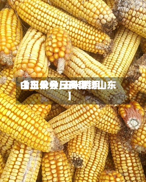 【玉米今日费用
山东单县,玉米费用
今日价一斤多少钱山东】