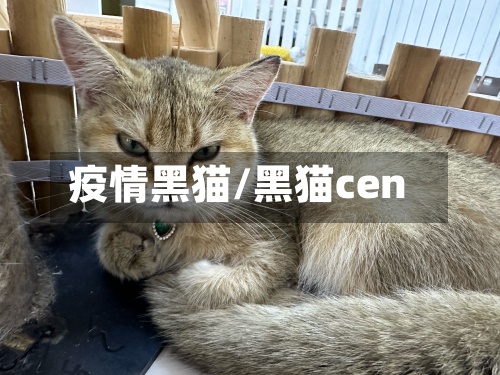 疫情黑猫/黑猫cen-第3张图片