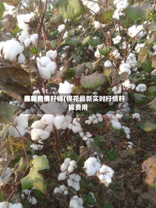 棉花费用
最新行情籽棉(棉花最新实时行情籽棉费用
)