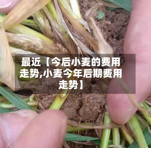 最近【今后小麦的费用走势,小麦今年后期费用走势】-第3张图片