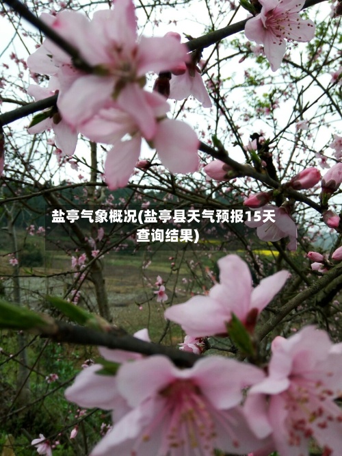 盐亭气象概况(盐亭县天气预报15天查询结果)
