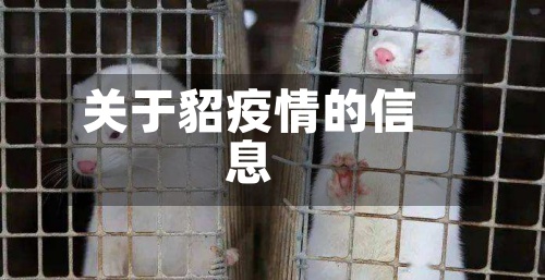 关于貂疫情的信息-第3张图片