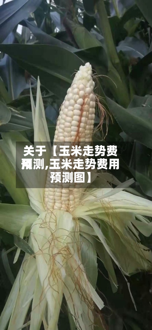 关于【玉米走势费用
预测,玉米走势费用
预测图】