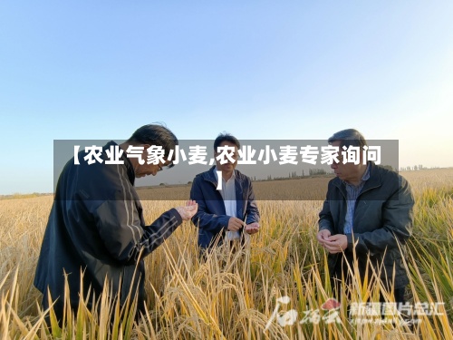 【农业气象小麦,农业小麦专家询问】