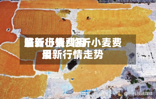 临沂小麦费用最新行情/临沂小麦费用最新行情走势-第2张图片