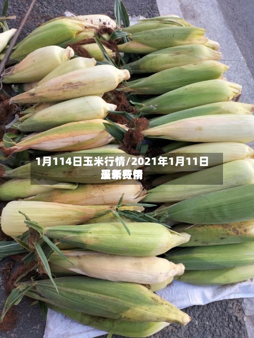 1月114日玉米行情/2021年1月11日玉米费用
最新行情-第3张图片