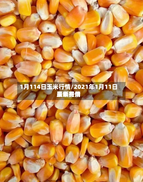 1月114日玉米行情/2021年1月11日玉米费用最新行情