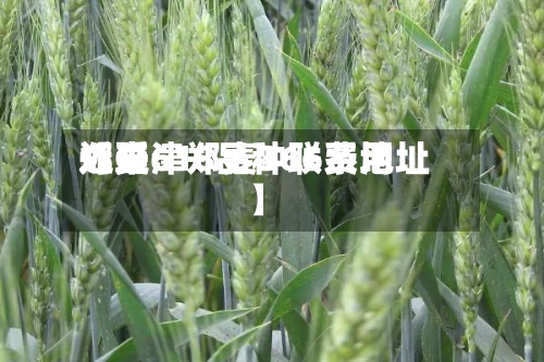近来
【延津郑麦366费用
郑麦618品种联系地址】