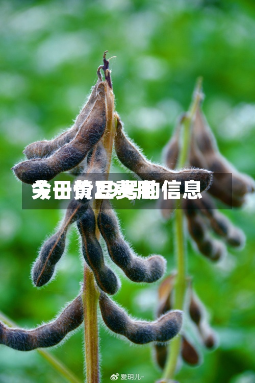 关于黄豆费用今日价29号的信息