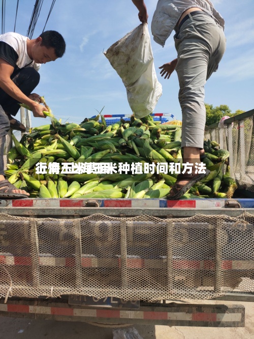 上海玉米费用
行情/上海玉米种植时间和方法