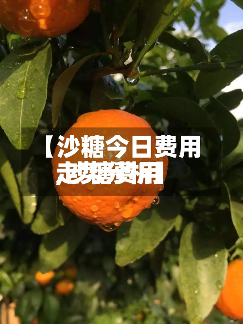 【沙糖今日费用,沙糖费用走势分析】