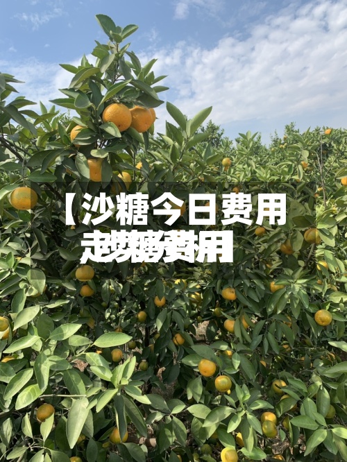 【沙糖今日费用
,沙糖费用
走势分析】-第2张图片