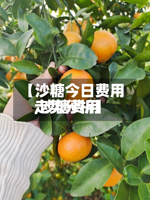 【沙糖今日费用
,沙糖费用
走势分析】-第3张图片