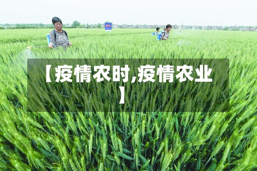 【疫情农时,疫情农业】-第2张图片