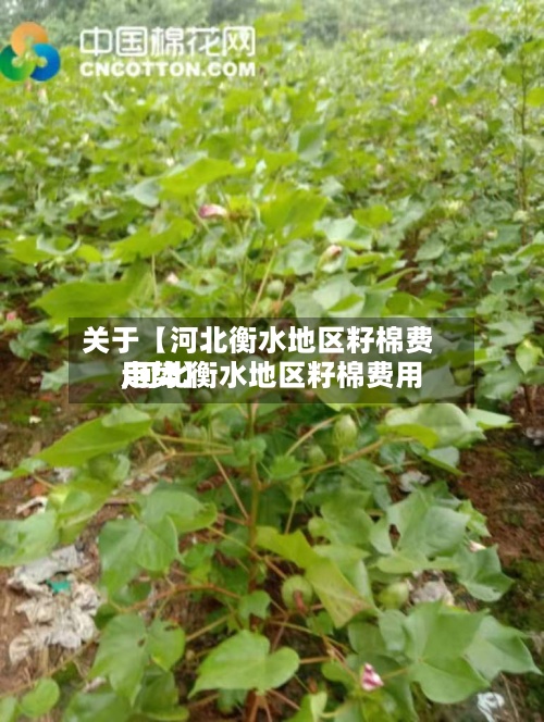 关于【河北衡水地区籽棉费用
,河北衡水地区籽棉费用
走势】-第2张图片