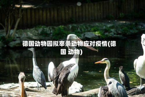 德国动物园拟宰杀动物应对疫情(德国 动物)