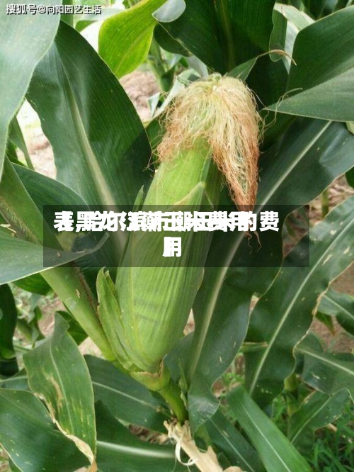 【黑龙江潮玉米费用
表,哈尔滨市潮玉米的费用
】-第2张图片