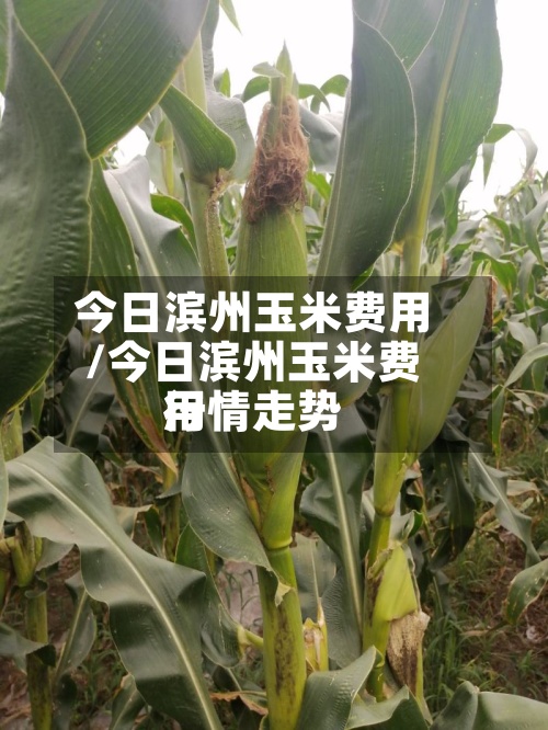 今日滨州玉米费用
/今日滨州玉米费用
行情走势-第2张图片