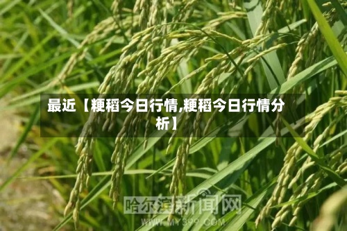 最近【粳稻今日行情,粳稻今日行情分析】